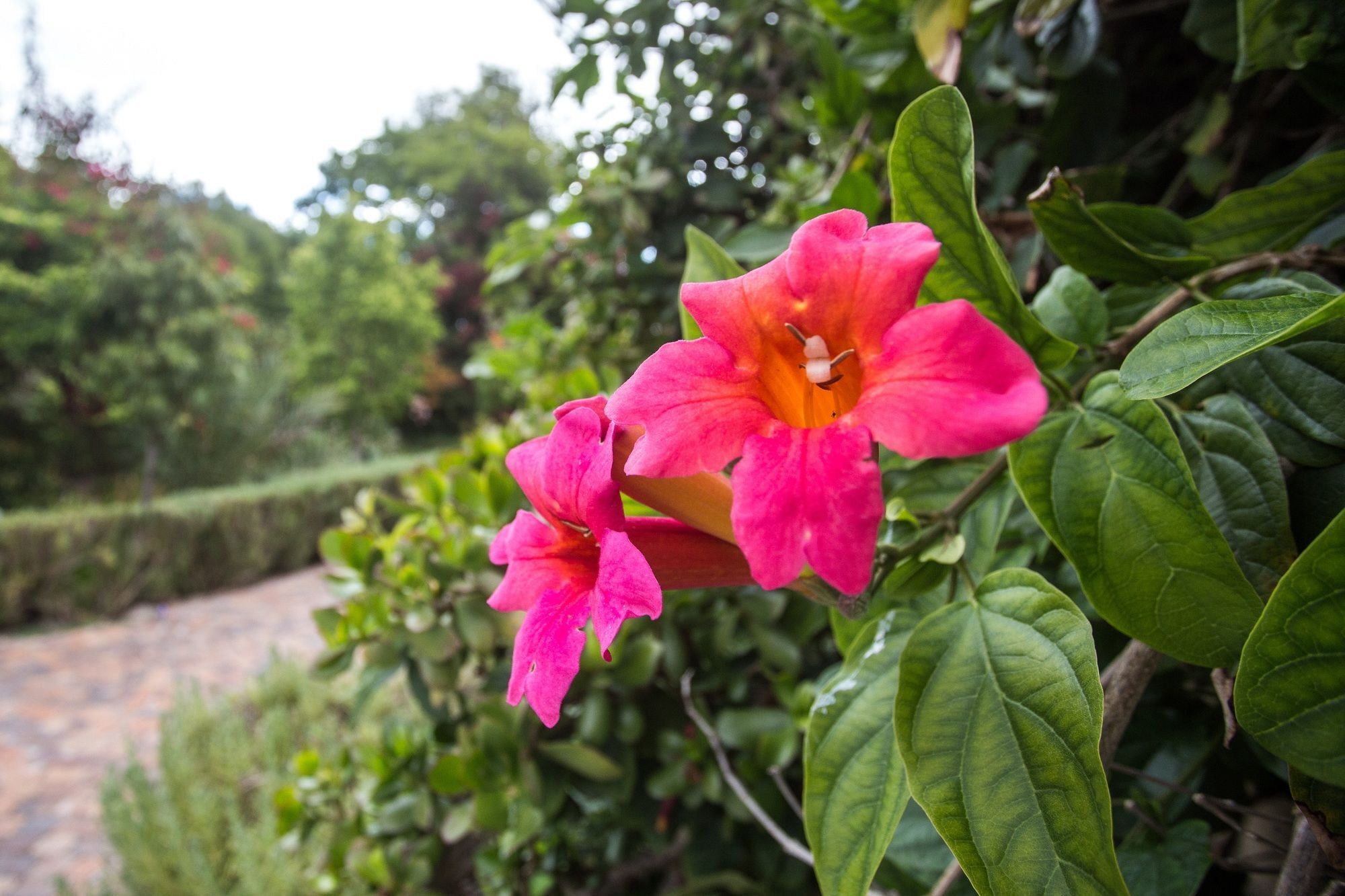 Somerset Villa Guesthouse 西萨默塞特 外观 照片